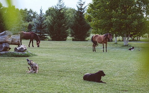 Ranch Kurilovec - Velika Gorica - Activities - Entertainment